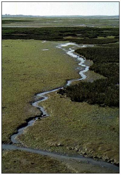 Le bassin a marée basse