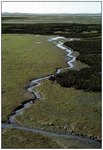 Le bassin a marée basse